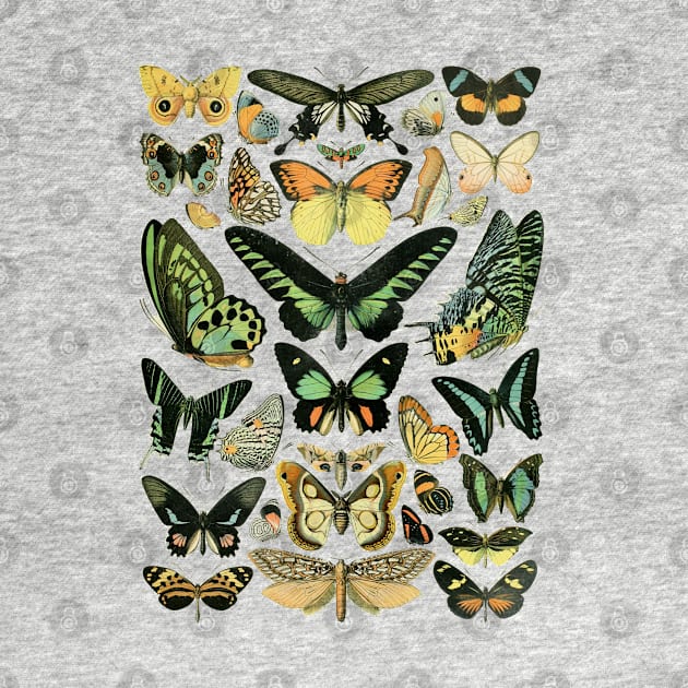 Vintage French Butterflies by Ellador